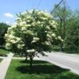 Japanese Lilac Tree 2-3 Feet tall